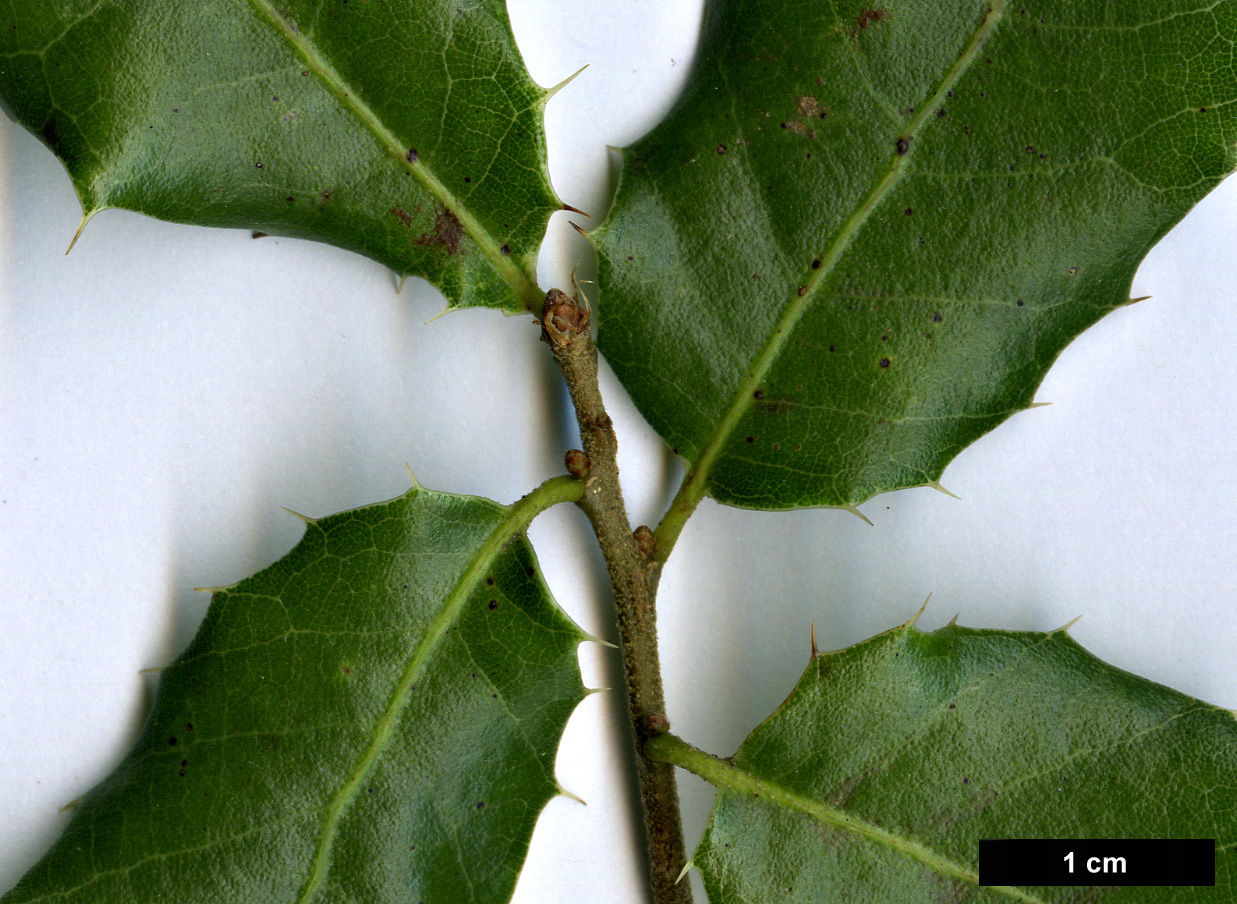 High resolution image: Family: Fagaceae - Genus: Quercus - Taxon: coccifera - SpeciesSub: subsp. calliprinos